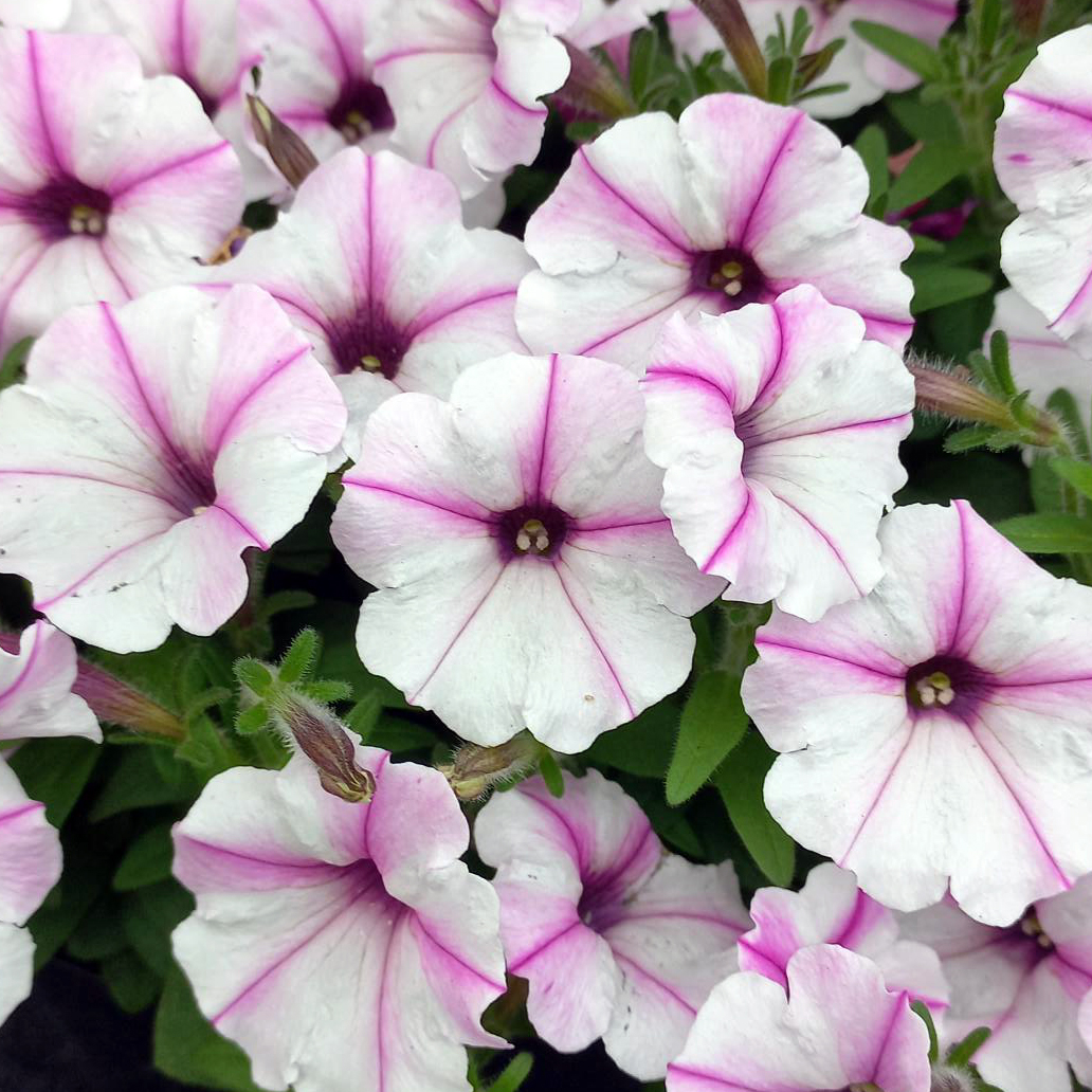 Petunia Bubbles Butterfly